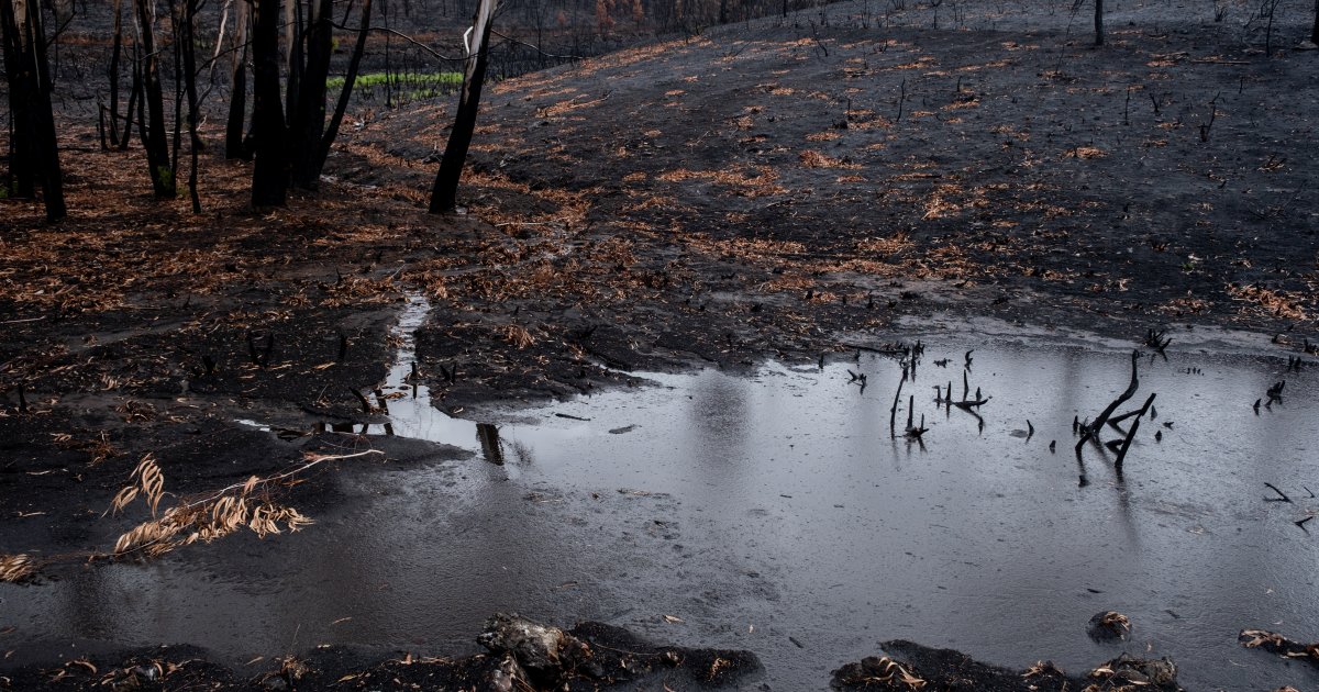 Greenpeace demanda medidas para evitar a contaminación do arrastre das cinzas pola chuvia nas zonas incendiadas - Vimarsana News