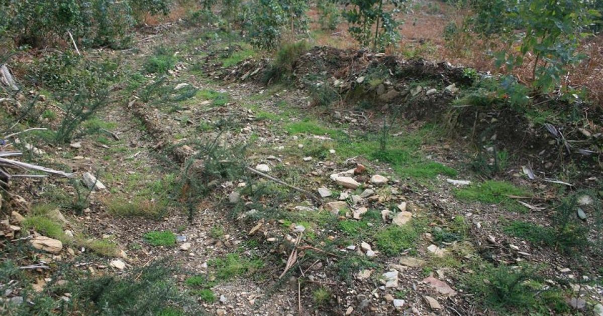 A loita contra a eucaliptización e os seus efectos, protagonista dos Premios Osíxeno e Dioxina - Vimarsana News