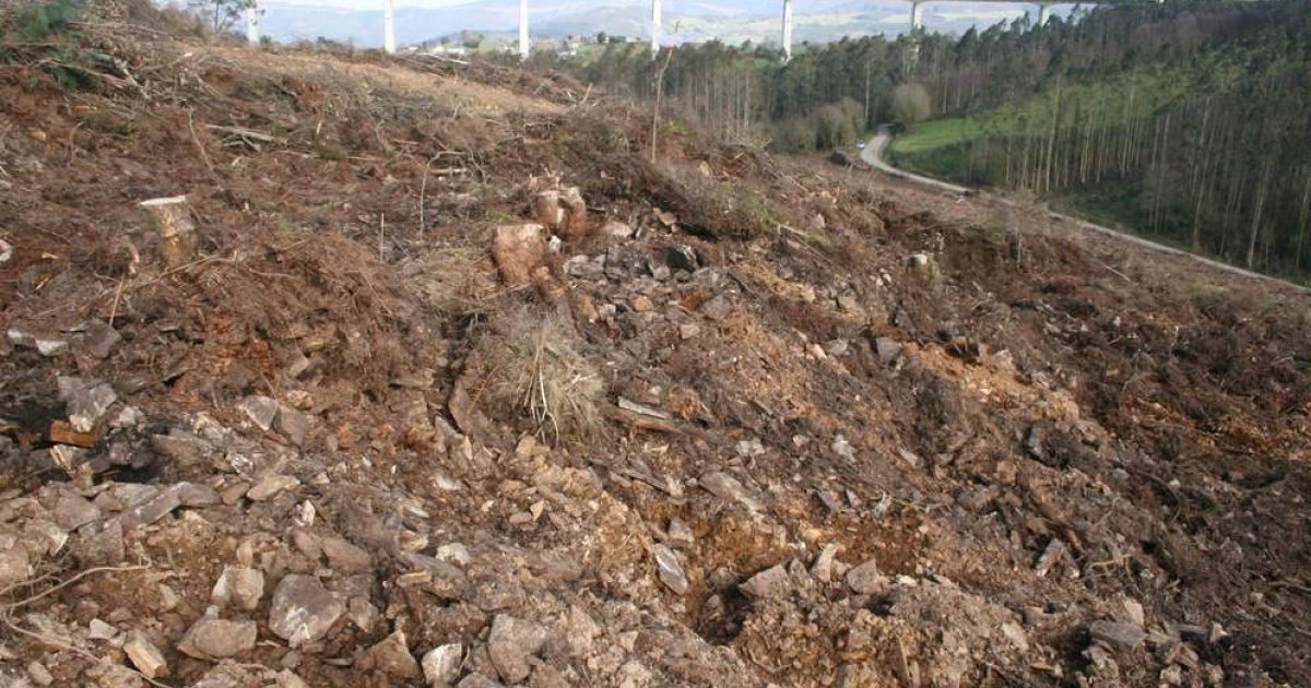 Documentan danos da industria do eucalipto a 40 xacementos arqueolóxicos do norte de Lugo - Vimarsana News